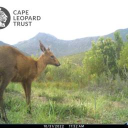 Common duiker